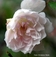 Rose Princess Marie Adelaide de Luxemburg Foto Christine Meile
