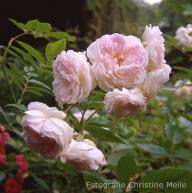 ROse Psyche Foto Christine Meile
