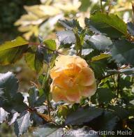Rose Pur Caprice Foto Christine Meile