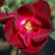 Rose Purpurea Foto Vierl&auml;nder Rosenhof