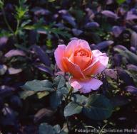 Rose Taifun Foto Christine Meile