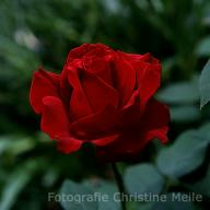 Rose Tatjana Foto Christine Meile