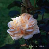 Rose Tendresse Foto Christine  Meile