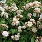 Rose Treasure Trove Foto Vierl&auml;nder Rosenhof