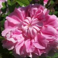 Rose Trigintipetala Foto Vierl&auml;nder Rosenhof