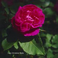 Rose Triomphe de l`Exposition Foto Christine Meile