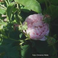 Rose Triomphe de Flore Foto Christine Meile