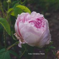 Rose Valence Dubois Foto Christine Meile