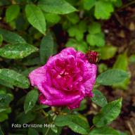 Moosrose Van Dael Foto Christine Meile