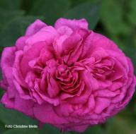 Rose Velours Pourpre v. Verdier Foto Christine  Meile