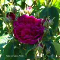 Rose Velours Pourpre (Gallica) Foto Christine Meile