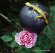 Rose Vick`s Caprice Foto Christine Meile