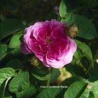 Rose Victor Parmentier Foto Christine  Meile