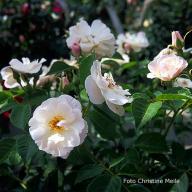Rose Vierge Folle Foto Christine Meile