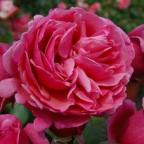 Rose Vierlanden-Perle Foto Vierl&auml;nder Rosenhof