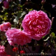 Rose Warwick Castle Foto CHristine Meile