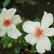 Rose White Whings Foto Vierl&auml;nder Rosenhof