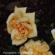 Rose William Richardson Foto Christine Meile