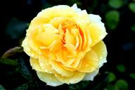 Rose Bahama Foto R&ouml;sch