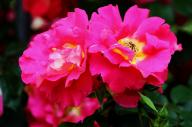 Rose Bajazzo Foto R&ouml;sch