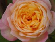 Rose Baronesse vom M&uuml;nsterhof Foto Rusch