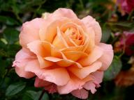 Rose Belvedere Foto R&ouml;sch