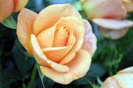 Rose Bengali Foto R&ouml;sch