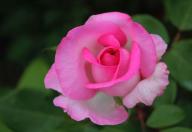 Rose Beverly Foto R&ouml;sch