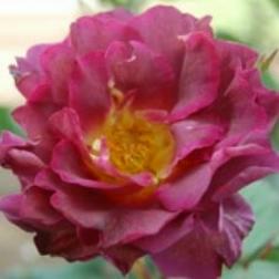 Rose Blue City Foto Vierl&auml;nder Rosenhof