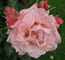 Rose Botticelli f&uuml;r Rosen in der Kunst, Musik