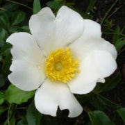 Rose Bracteata Foto Vierl&auml;nder Rosenhof