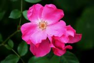 Rose Burg Baden Foto R&ouml;sch
