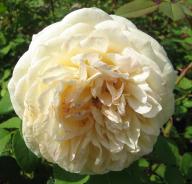 Rose Charles Darwin Foto Brandt