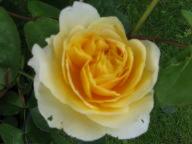 Rose Charlotte Foto Brandt
