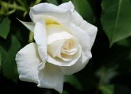 Rose Chastity Foto R&ouml;sch