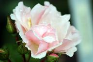 Rose Checkmate(Dickson) Foto R&ouml;sch