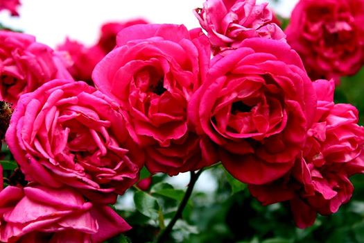 Rose Cherryade Foto R&ouml;sch