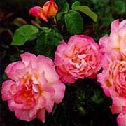 Rose Chicago Peace Foto Vierl&auml;nder Rosenhof