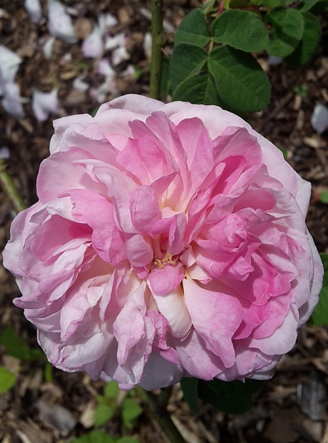 Rose Christine Frost Foto Groenloof