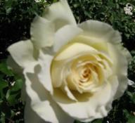 Rose Christiane H&ouml;rbiger Foto Brandt