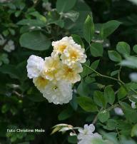 Rose Christine Helene Foto Christine Meile