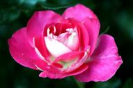 Rose Clos Fleuri Bicolore Foto R&ouml;sch