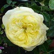 Rose Coupe d�Or Foto Vierl&auml;nder