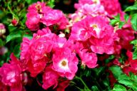 Rose Criollo Foto R&ouml;sch