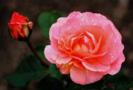Rose Dacapo Foto R&ouml;sch