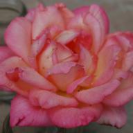 Rose Dagmar Berghoff Foto Vierl&auml;nder Rosenhof