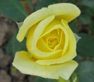 Rose Deb&uuml;t Foto Brandt