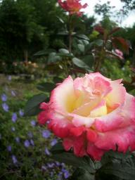 Rose Dick Clark Foto Myroses