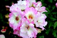 Rose Dolomiti Foto R&ouml;sch