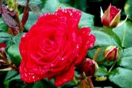 Rose Dominica Foto R&ouml;sch